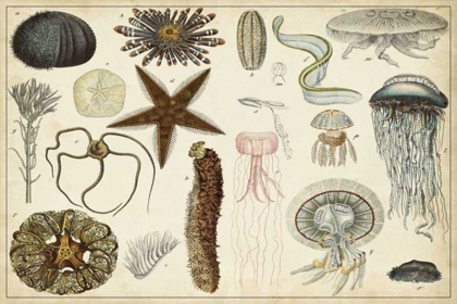 Picture of ANTIQUE SEALIFE CHART