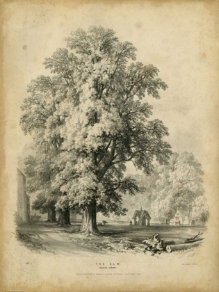 Picture of THE ELM 