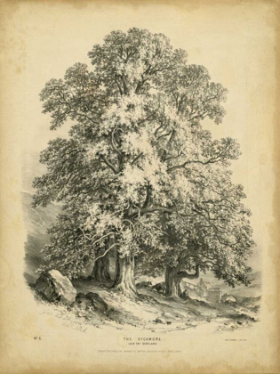 Picture of THE SYCAMORE