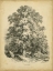 Picture of THE SYCAMORE