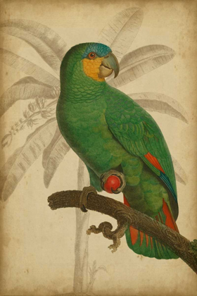 Picture of PARROT AND PALM I