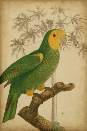 Picture of PARROT AND PALM IV
