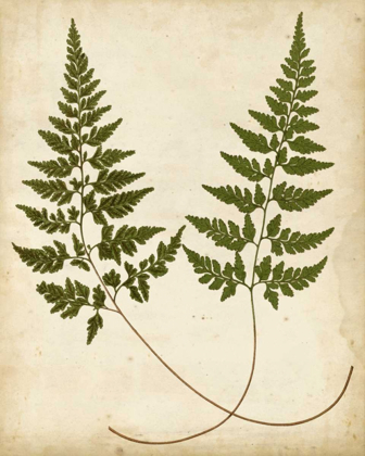 Picture of FERN PORTFOLIO I