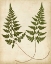 Picture of FERN PORTFOLIO I