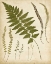 Picture of FERN PORTFOLIO II