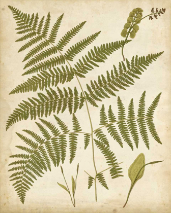 Picture of FERN PORTFOLIO IV