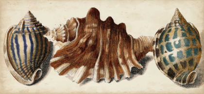 Picture of SHELL TRIO II
