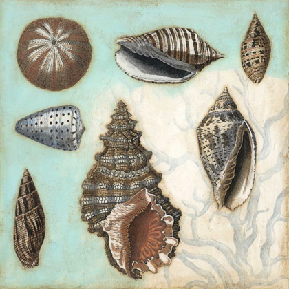 Picture of ANTIQUE SHELL COLLAGE I