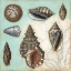 Picture of ANTIQUE SHELL COLLAGE I