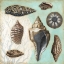 Picture of ANTIQUE SHELL COLLAGE II