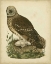 Picture of ANTIQUE NOZEMAN OWL I