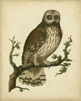 Picture of ANTIQUE NOZEMAN OWL II