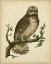 Picture of ANTIQUE NOZEMAN OWL II