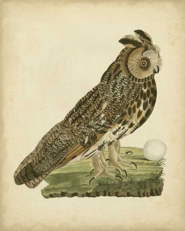 Picture of ANTIQUE NOZEMAN OWL III