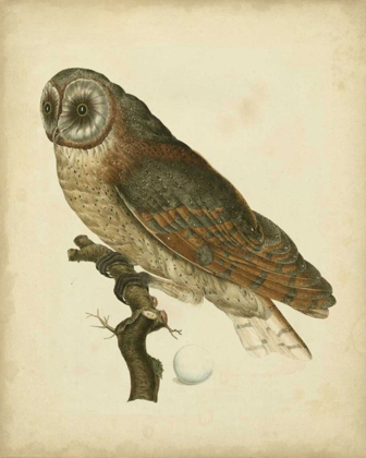 Picture of ANTIQUE NOZEMAN OWL IV