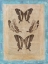Picture of BOOKPLATE BUTTERFLIES I