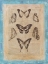 Picture of BOOKPLATE BUTTERFLIES III