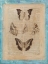 Picture of BOOKPLATE BUTTERFLIES IV