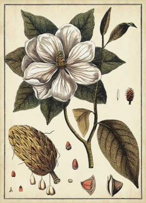 Picture of IVORY BOTANICAL STUDY I