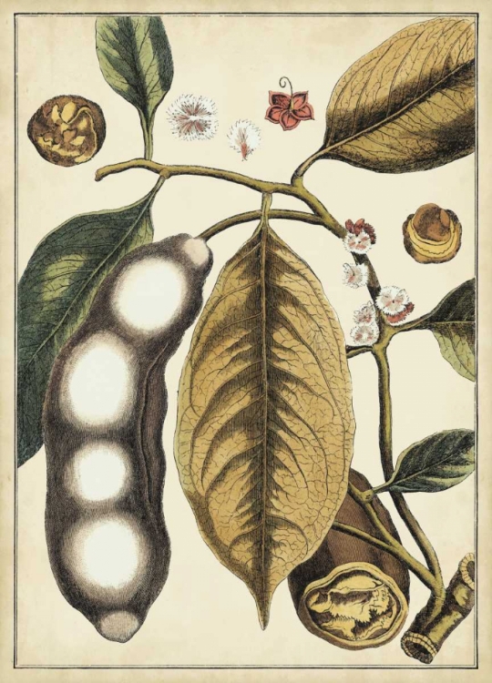 Picture of IVORY BOTANICAL STUDY V