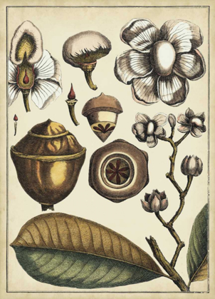 Picture of IVORY BOTANICAL STUDY VI