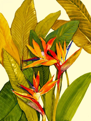 Picture of TROPICAL BIRD OF PARADISE