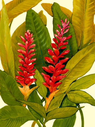 Picture of TROPICAL RED GINGER