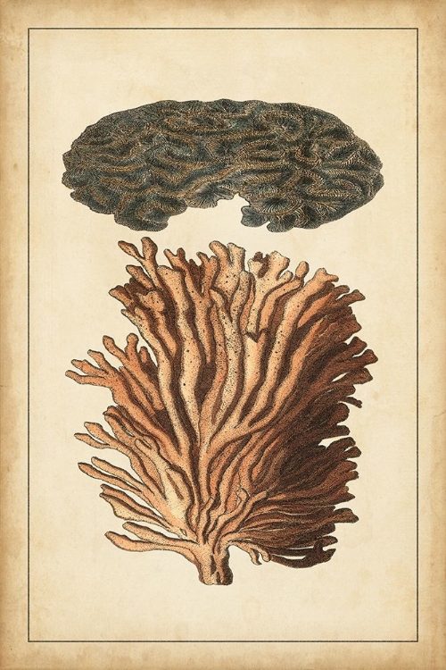 Picture of CORAL COMPANION I