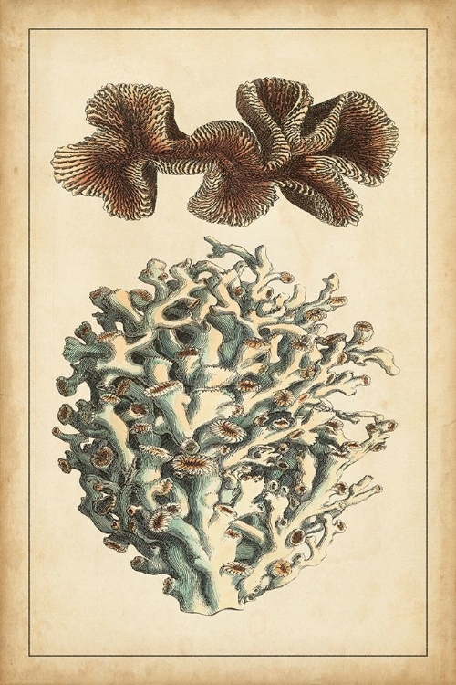 Picture of CORAL COMPANION II