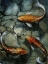 Picture of TRES KOI I