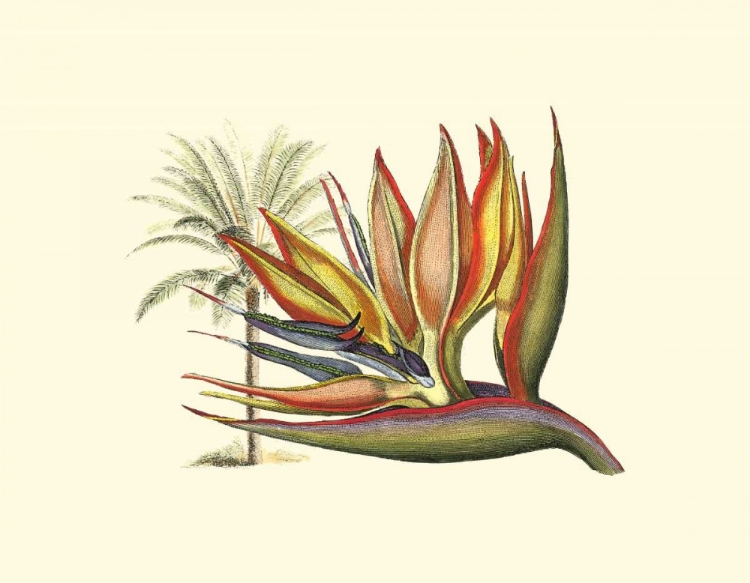 Picture of BIRD OF PARADISE I