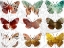 Picture of LAYERED BUTTERFLIES II
