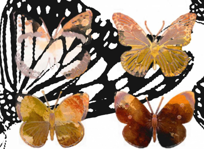 Picture of LAYERED BUTTERFLIES III