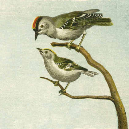 Picture of MINI VINTAGE BIRDS II