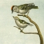 Picture of MINI VINTAGE BIRDS II