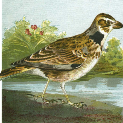 Picture of MINI VINTAGE BIRDS III