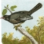 Picture of MINI VINTAGE BIRDS IV
