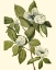 Picture of DELICATE FOLIAGE II