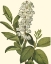 Picture of DELICATE FOLIAGE IV