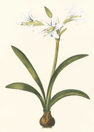 Picture of BELLADONNA LILIES II