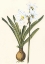 Picture of BELLADONNA LILIES III