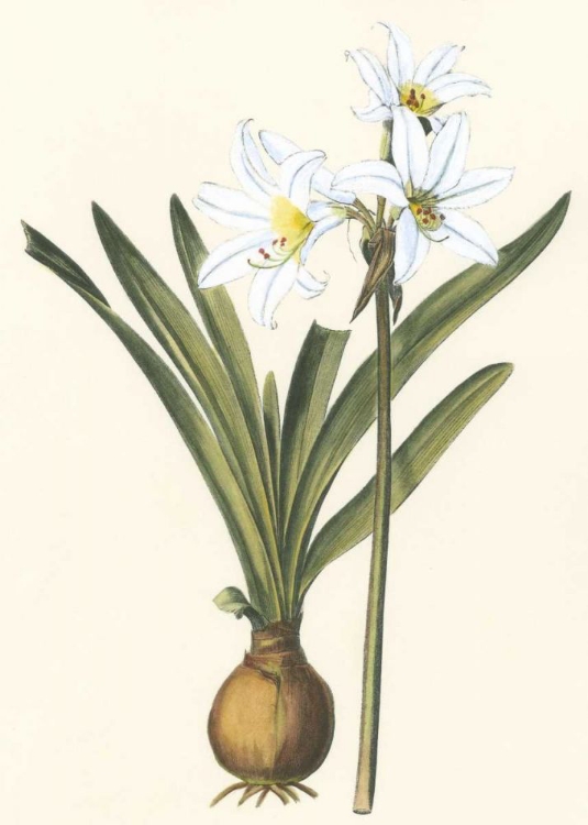 Picture of BELLADONNA LILIES III