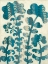 Picture of BLUEBERRY BLOSSOMS II
