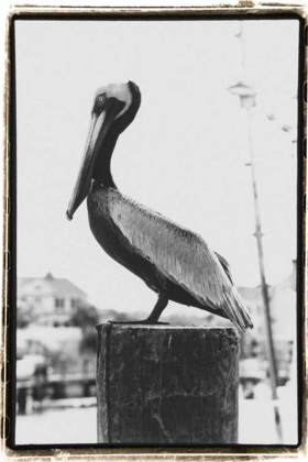 Picture of PELICAN PERCH