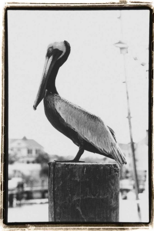 Picture of PELICAN PERCH