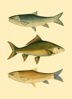 Picture of ANTIQUE FISH I