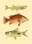 Picture of ANTIQUE FISH II