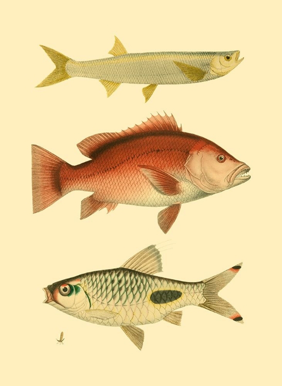 Picture of ANTIQUE FISH II