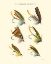 Picture of SALMON FLIES I