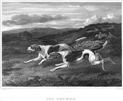 Picture of FOXHOUNDS
